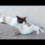 クネクネと誘惑するのに、近づく雄猫をぶっ飛ばすキジシロ猫(YouTube)