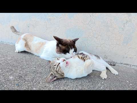 クネクネと誘惑するのに、近づく雄猫をぶっ飛ばすキジシロ猫(YouTube)