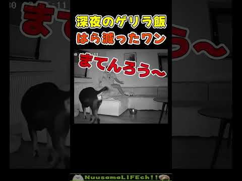 起こし方が怖すぎるイヌさんｗ😂【腹減った犬】 #犬 #dog(YouTube)