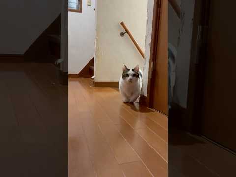 「おマメ〜」「はい」(YouTube)