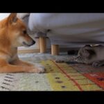 急接近‥？柴犬が保護猫の母親役を務めたら時空超えてました。。(YouTube)