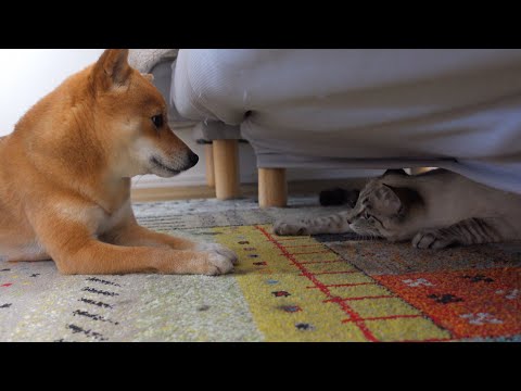 急接近‥？柴犬が保護猫の母親役を務めたら時空超えてました。。(YouTube)