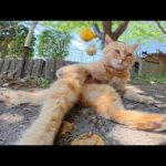 可愛い猫ちゃん達が海辺のテーブルに集合してくつろぐ(YouTube)