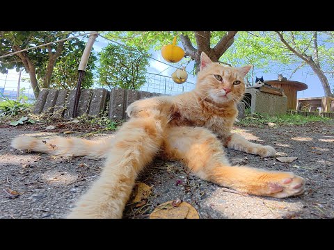 可愛い猫ちゃん達が海辺のテーブルに集合してくつろぐ(YouTube)
