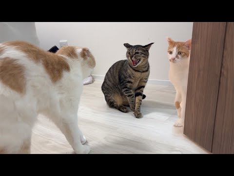 久しぶりに大好きな実家の猫たちと対面したらまさかのこうなっちゃいました…(YouTube)