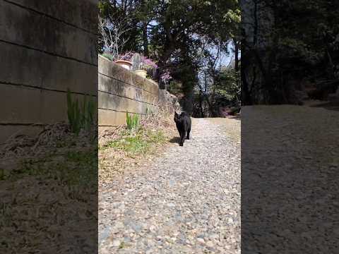 林道の終点にある神社に行くと黒猫が出迎えてくれた  #ImpressedCatVideo #catisland #猫(YouTube)