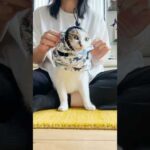 おニューだじょ🦖🦕✨ #新しい夏服 #cats(YouTube)