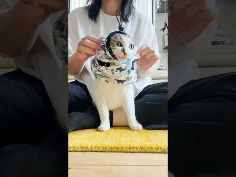 おニューだじょ🦖🦕✨ #新しい夏服 #cats(YouTube)