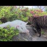 岩の上でお昼寝する白猫ちゃんの隣にキジトラ猫君もやって来た(YouTube)