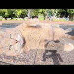 黒猫をモフっていたら、トトロ猫がお腹を見せて甘えてきた(YouTube)