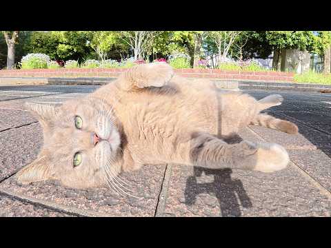 黒猫をモフっていたら、トトロ猫がお腹を見せて甘えてきた(YouTube)