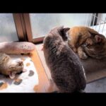 【ご報告】皆様にお伝えしたいことがあります(YouTube)