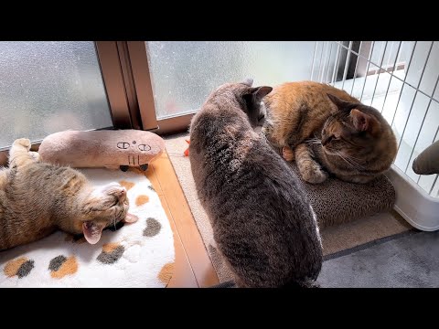 【ご報告】皆様にお伝えしたいことがあります(YouTube)