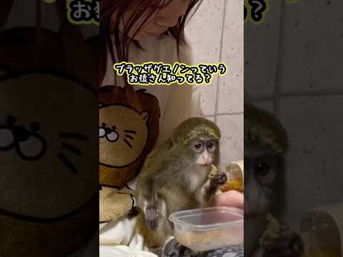 このお猿さんは一体？！　#shorts  #monkey(YouTube)
