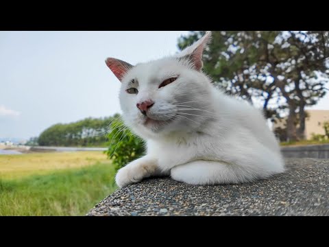 遠くのバレーボールを眺める野良猫(YouTube)