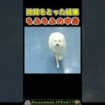 お前そんなヒョロヒョロだったんかー😂【プードル犬】 #犬 #dog(YouTube)