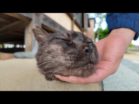 喉を撫でるのを要求してくる神社の黒猫ちゃん(YouTube)