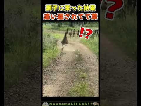 予想外の展開に全力で引き返す犬さんｗ😂【返り討ち犬】 #犬 #dog(YouTube)