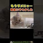 オラやっちまっただ…😂【絶望猫】 #猫 #cat(YouTube)