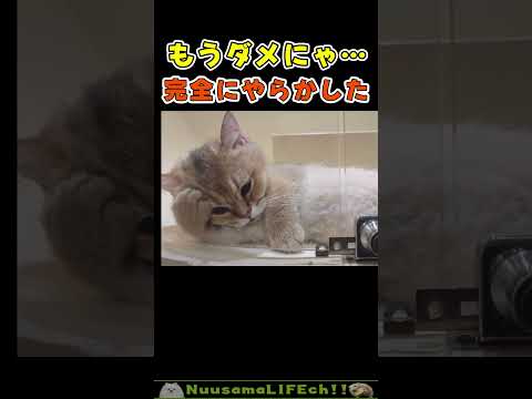 オラやっちまっただ…😂【絶望猫】 #猫 #cat(YouTube)