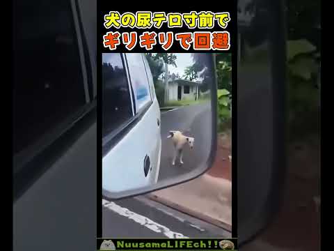 危機一髪で回避！！😂【尿テロ犬】 #犬 #dog(YouTube)