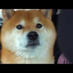 柴犬が唐突な病院で‥完全にやる気をなくす瞬間が、これ。(YouTube)