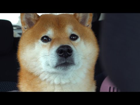 柴犬が唐突な病院で‥完全にやる気をなくす瞬間が、これ。(YouTube)