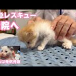 緊急レスキュー  病院へ連れて行くことができました  泥の中で7時間助けを求め続けた子猫  モグ   2025 05 07 2(YouTube)