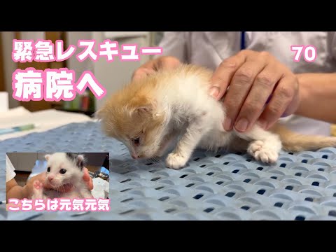 緊急レスキュー  病院へ連れて行くことができました  泥の中で7時間助けを求め続けた子猫  モグ   2025 05 07 2(YouTube)
