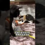 初めての猫じゃらし #shorts #子猫 #猫(YouTube)