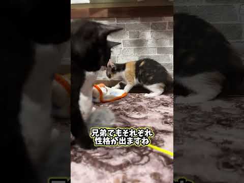 初めての猫じゃらし #shorts #子猫 #猫(YouTube)