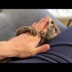 飼い主の腕にまとわりついて離さないパワーカワウソ！ A power otter that clings to its owner’s arm and won’t let go!(YouTube)