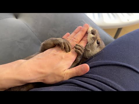 飼い主の腕にまとわりついて離さないパワーカワウソ！ A power otter that clings to its owner’s arm and won’t let go!(YouTube)