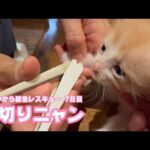 爪切りもできたニャン  泥の中から緊急レスキュー  7日目　モグ  2025 05 12 1(YouTube)