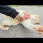 お腹丸出しでくつろいでいたクリーム猫が凶暴な茶シロ猫にビビる(YouTube)