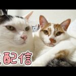 5月のまぐろ&おやつ生配信🐟(YouTube)