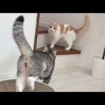 元気すぎる兄に追いかけられて困ってるはなちゃんが可愛すぎたw(YouTube)
