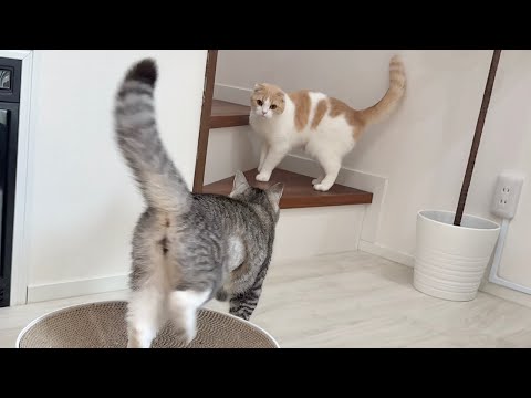元気すぎる兄に追いかけられて困ってるはなちゃんが可愛すぎたw(YouTube)