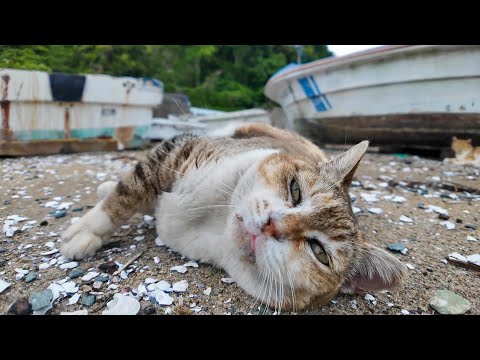 腰トントンを要求してくる漁港の三毛猫ちゃん(YouTube)