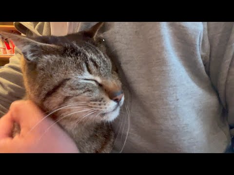 同じ場所で育っても個性的な猫たち(YouTube)