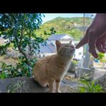 猫島の港近くの神社に猫と一緒に行ってきた(YouTube)