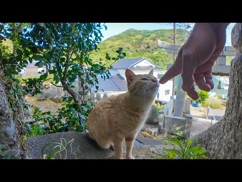 猫島の港近くの神社に猫と一緒に行ってきた(YouTube)