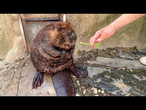 丸すぎるビーバーに、少し変わった野菜をあげてみたら…(YouTube)