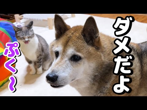 柴犬にイエローカードの警告をされプク～顔の姫猫はこちらです(笑)(YouTube)