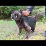 人懐っこい黒猫ちゃんと一緒に自然の中をお散歩する(YouTube)