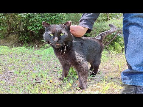 人懐っこい黒猫ちゃんと一緒に自然の中をお散歩する(YouTube)