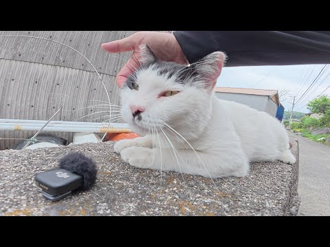 おかっぱ頭のハチワレ猫にゴロゴロ音を録音させてとお願いしてみた(YouTube)
