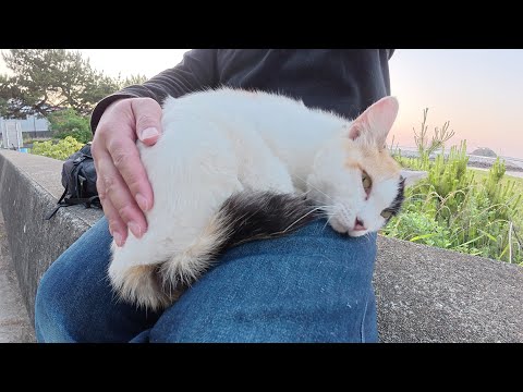 砂浜で遊んで疲れた三毛猫が人間のひざの上でスヤスヤと眠る(YouTube)