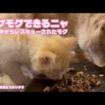 モグモグできるニャン  泥の中からレスキューされたモグ  感無量であります   2025 05 29 1(YouTube)