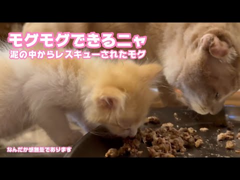 モグモグできるニャン  泥の中からレスキューされたモグ  感無量であります   2025 05 29 1(YouTube)